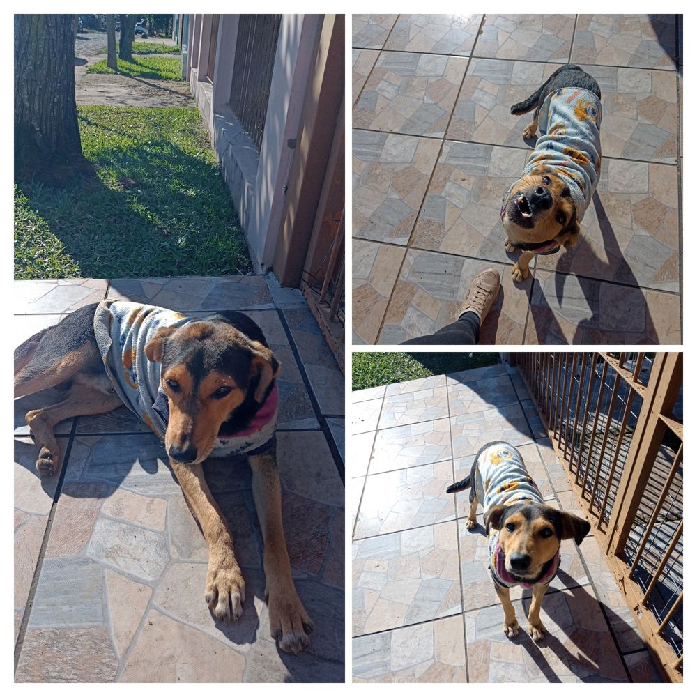 Gurizinho