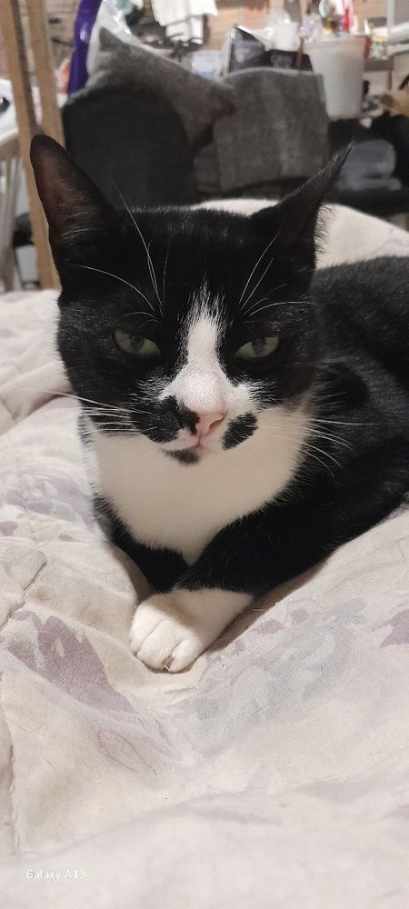 Sofia