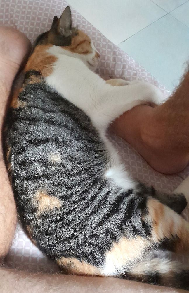 Sofia