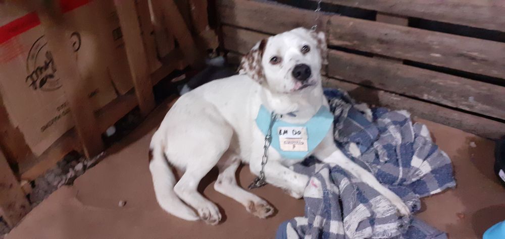Cão