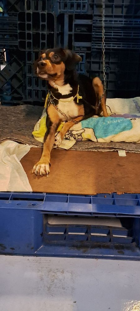 Cão