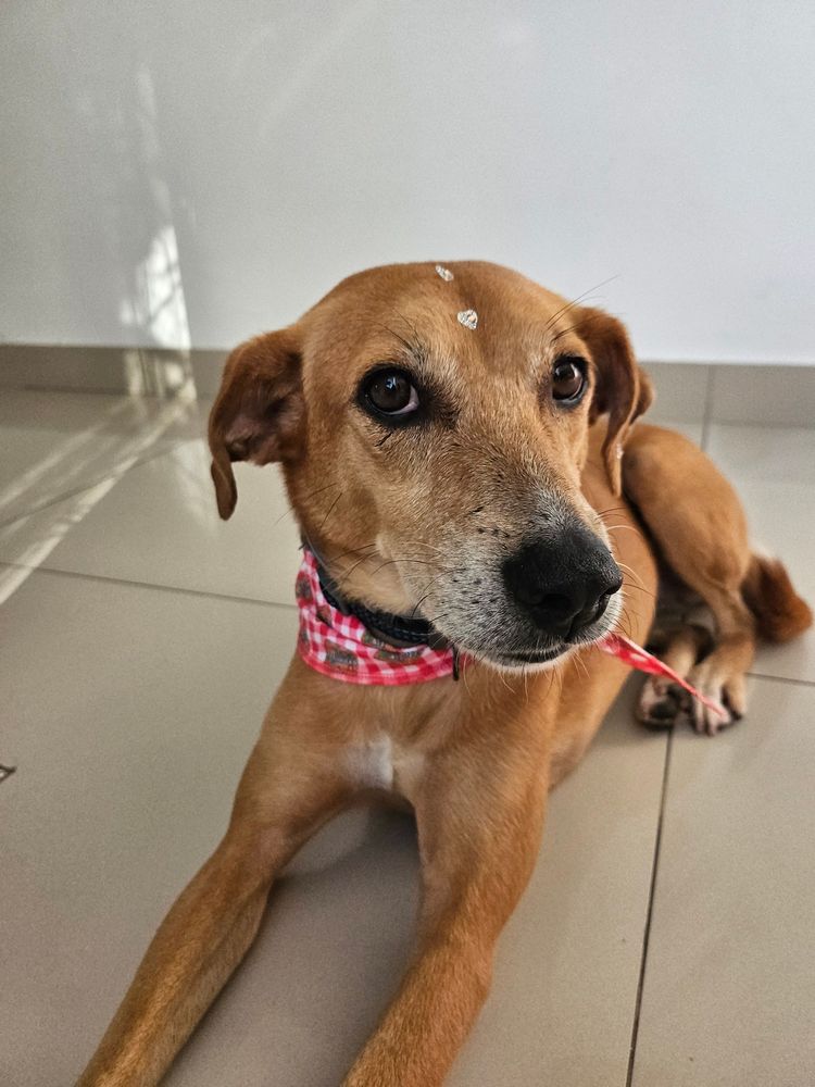 Cão
