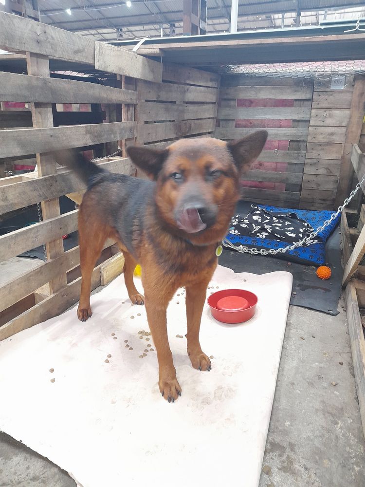 Cão