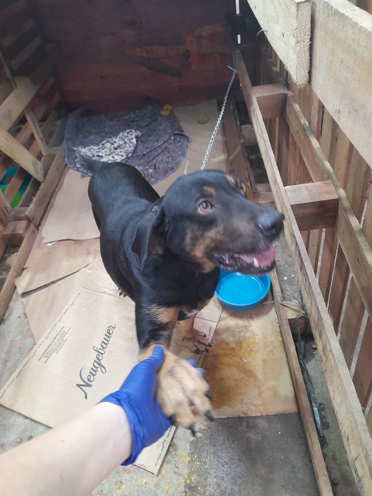 Cão