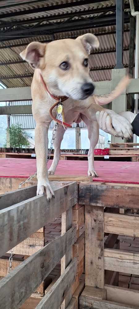 Cão