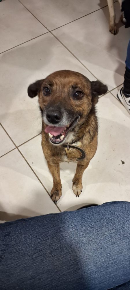 Cão