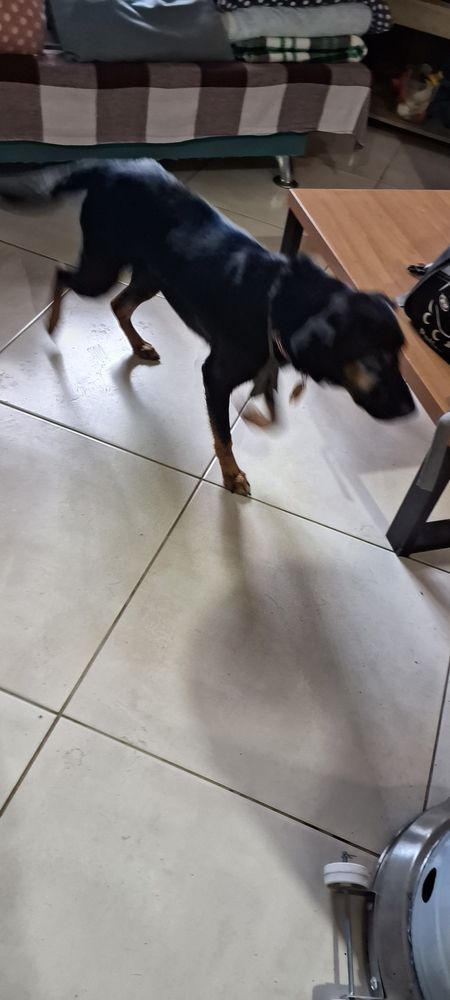 Cão