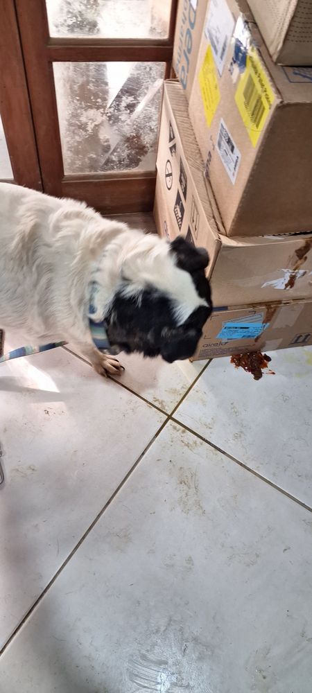 Cão