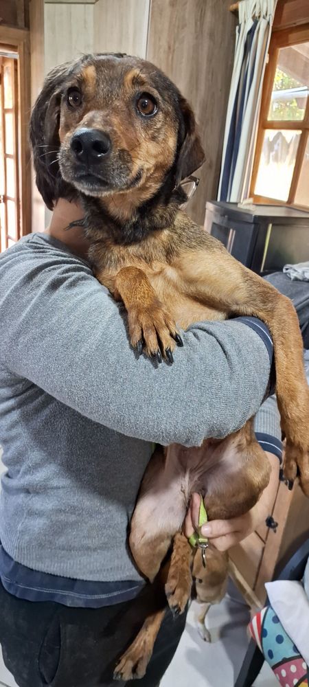 Cão