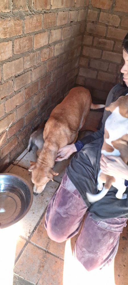 Cão