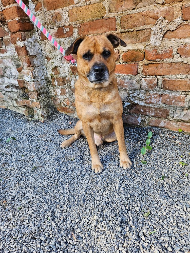 Cão