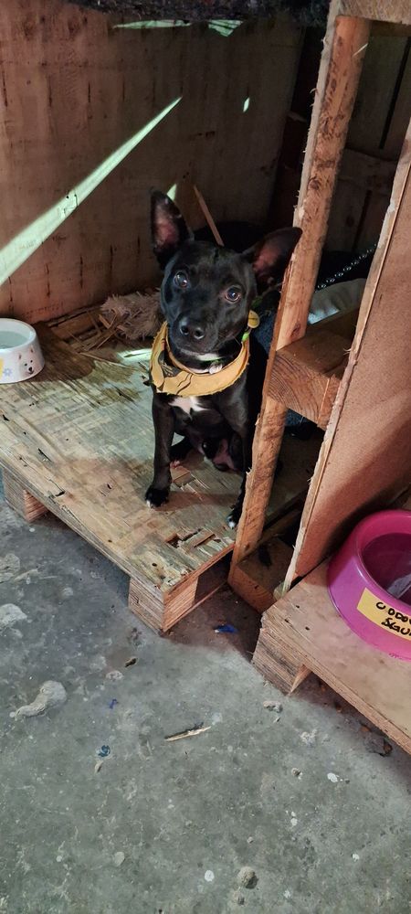 Cão