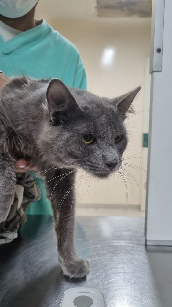 Gato