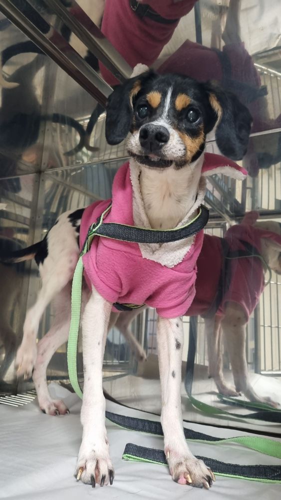 Cão