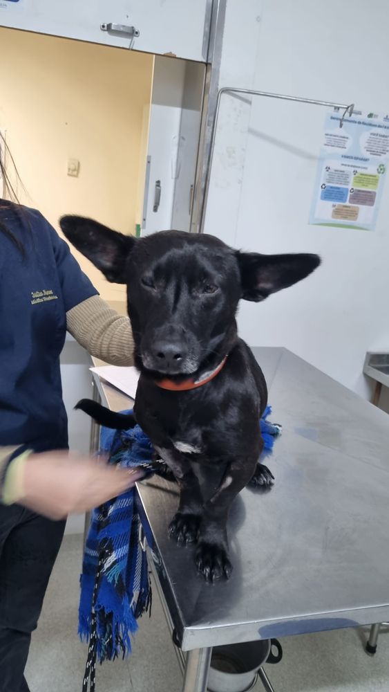 Cão