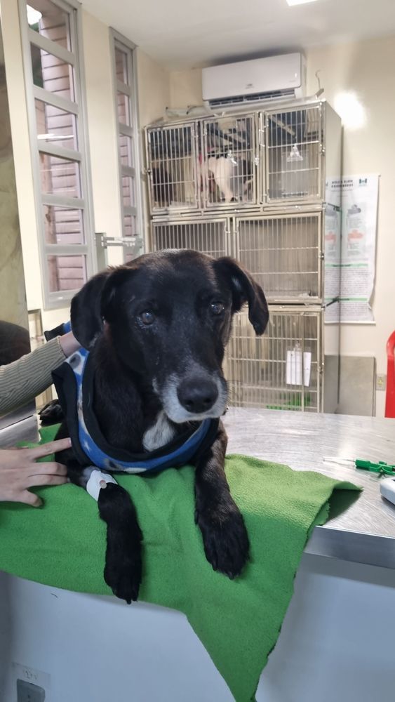 Cão