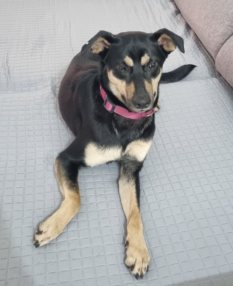 Cão