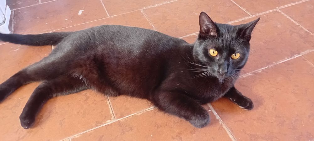 Mixirico