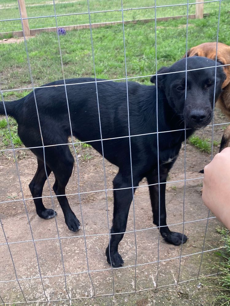 Cão