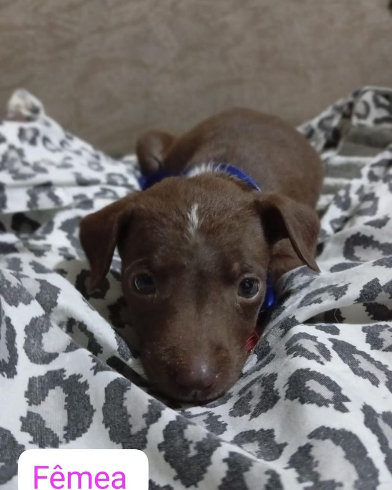 Cão