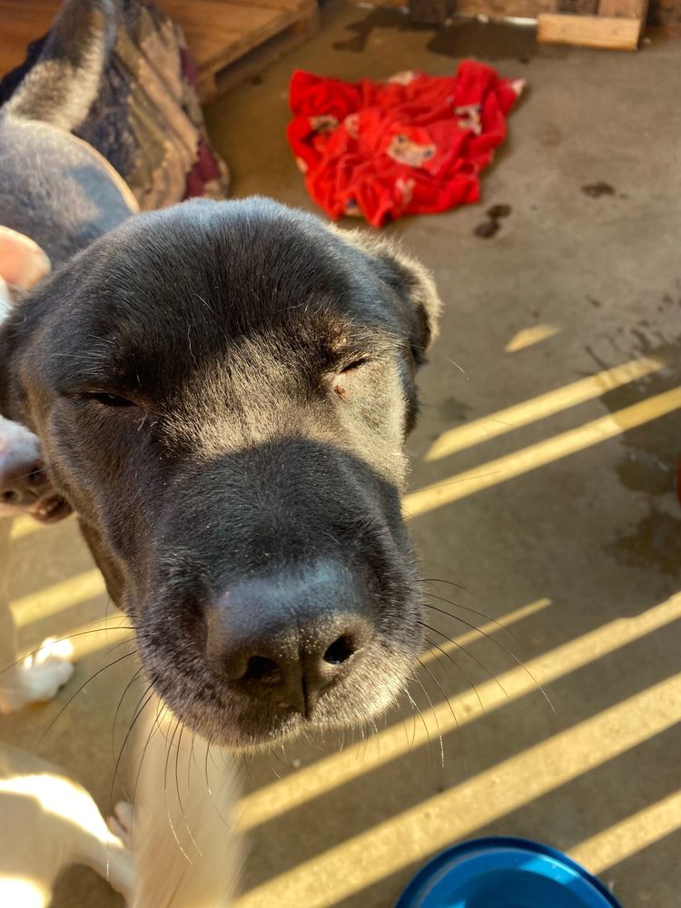 Cão