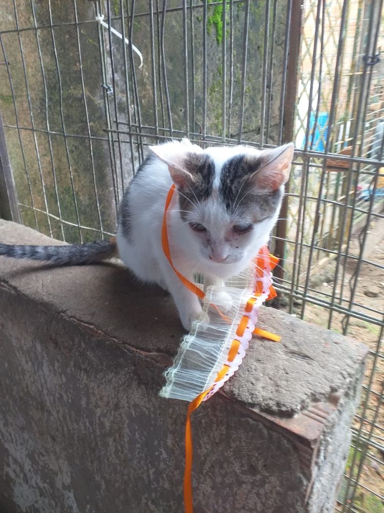 Gato