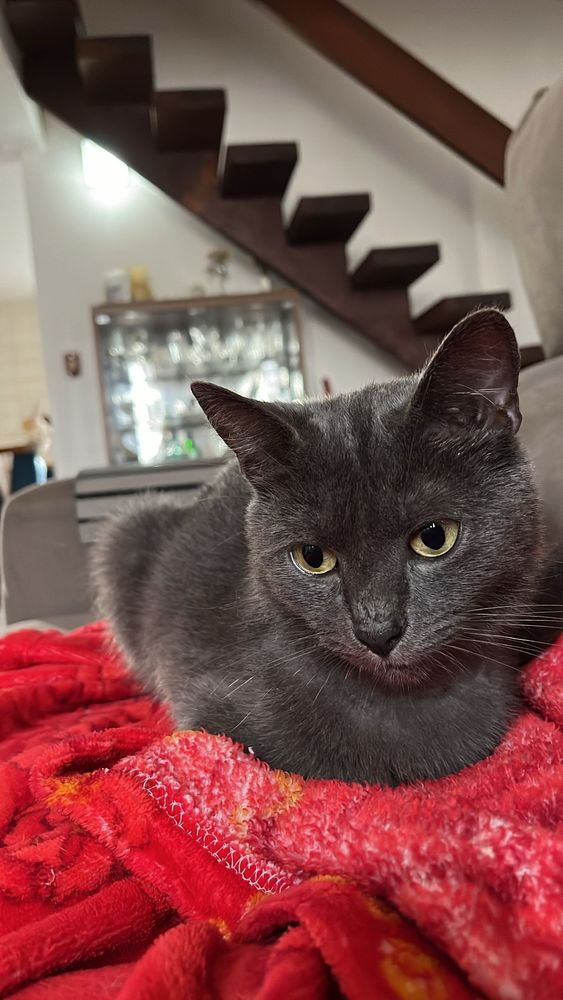 Gato
