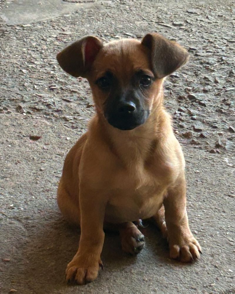 Cão