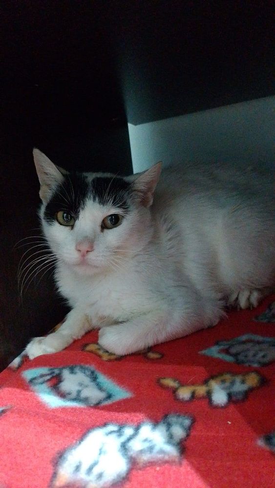 Gato
