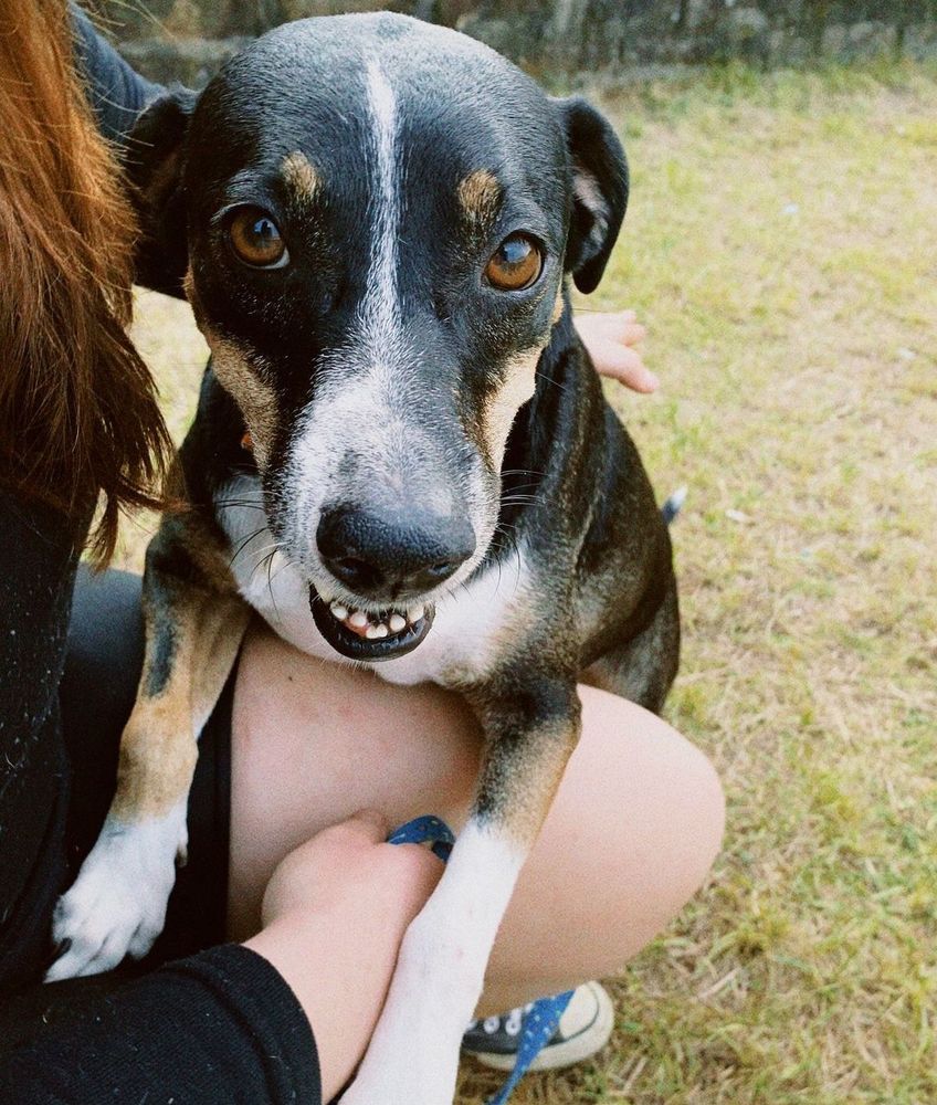 Cão