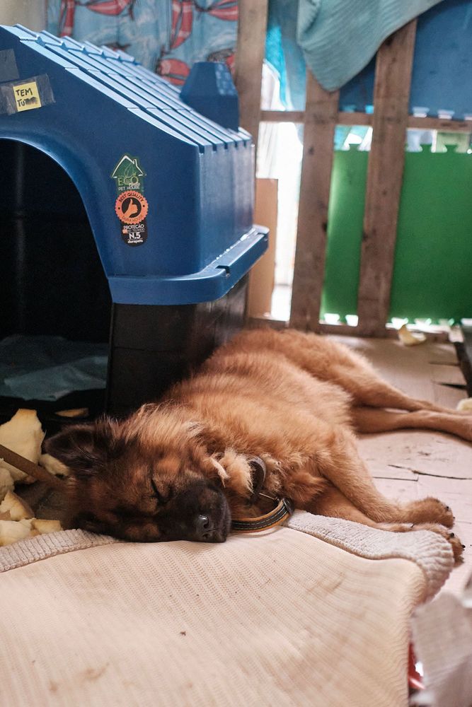 Cão