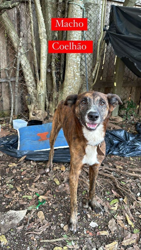 Cão