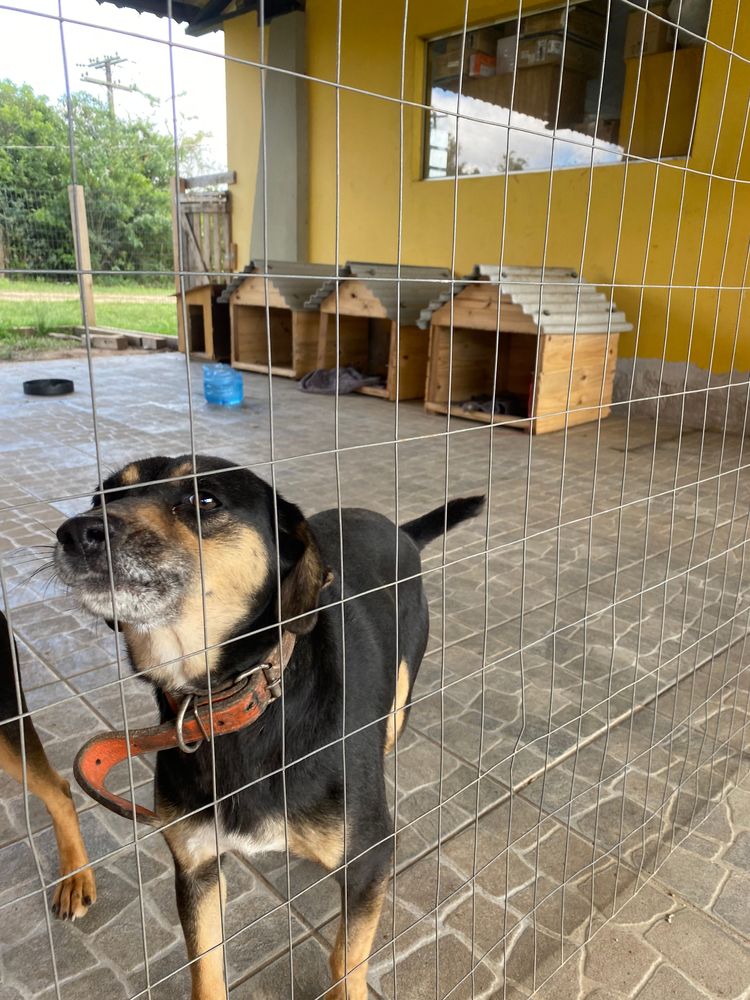 Cão