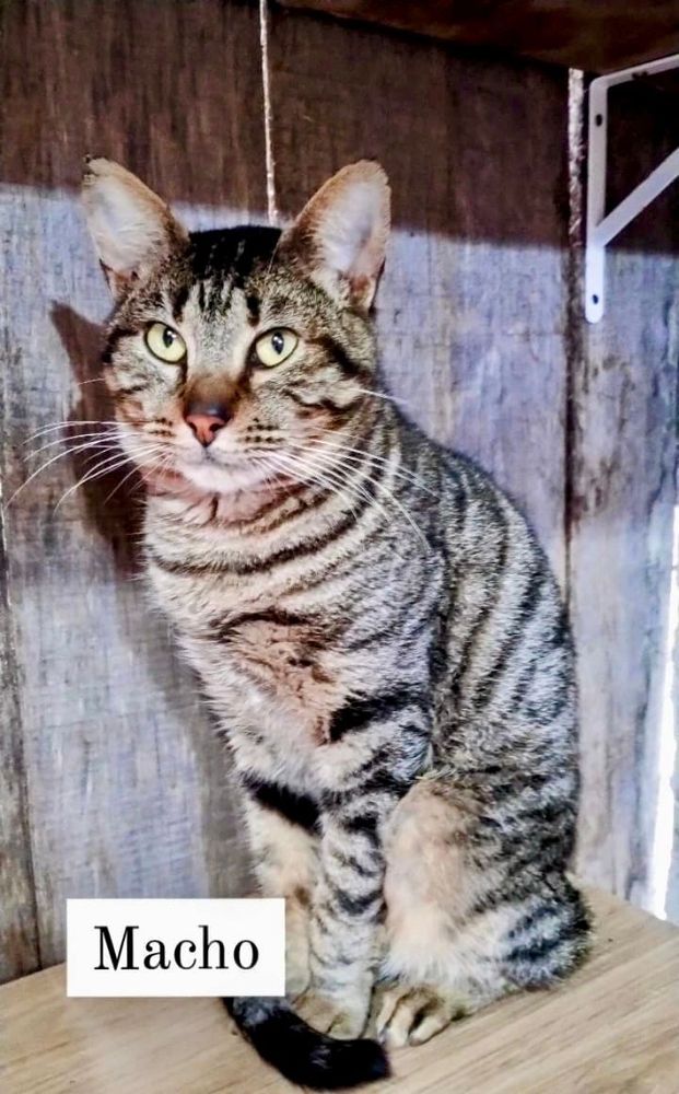 Gato