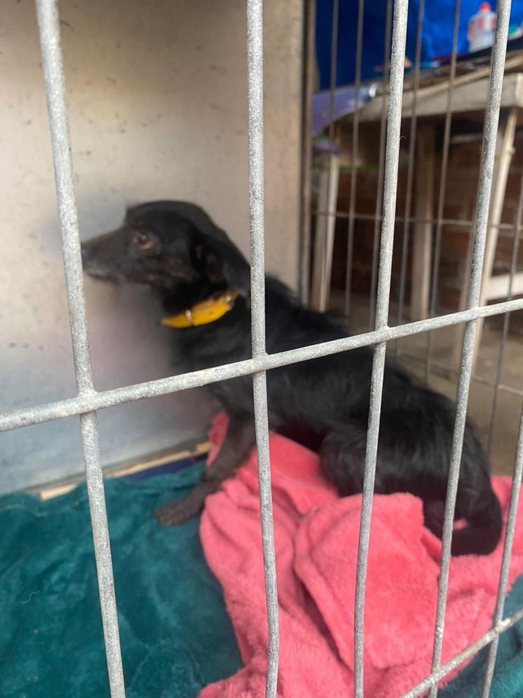 Cão