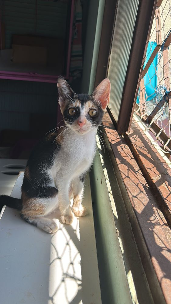 Gato