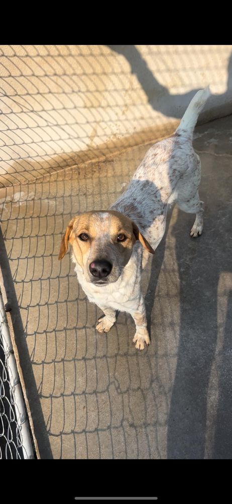 Cão