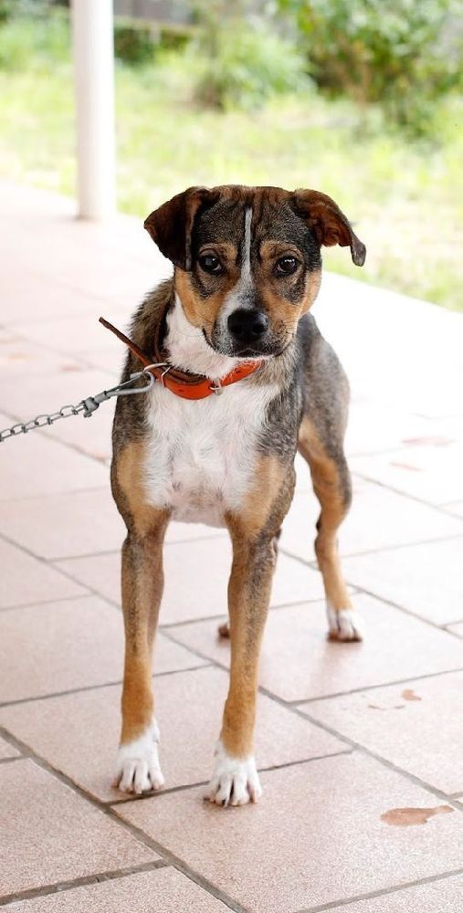 Cão