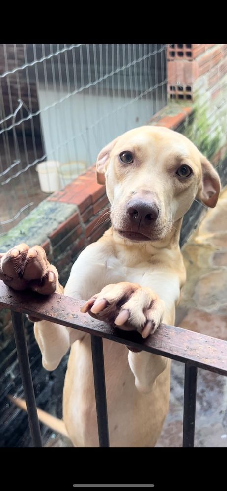 Cão