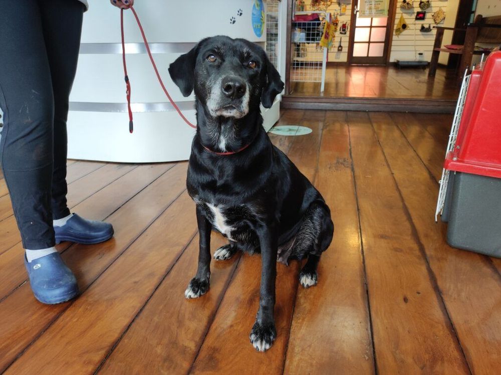 Cão