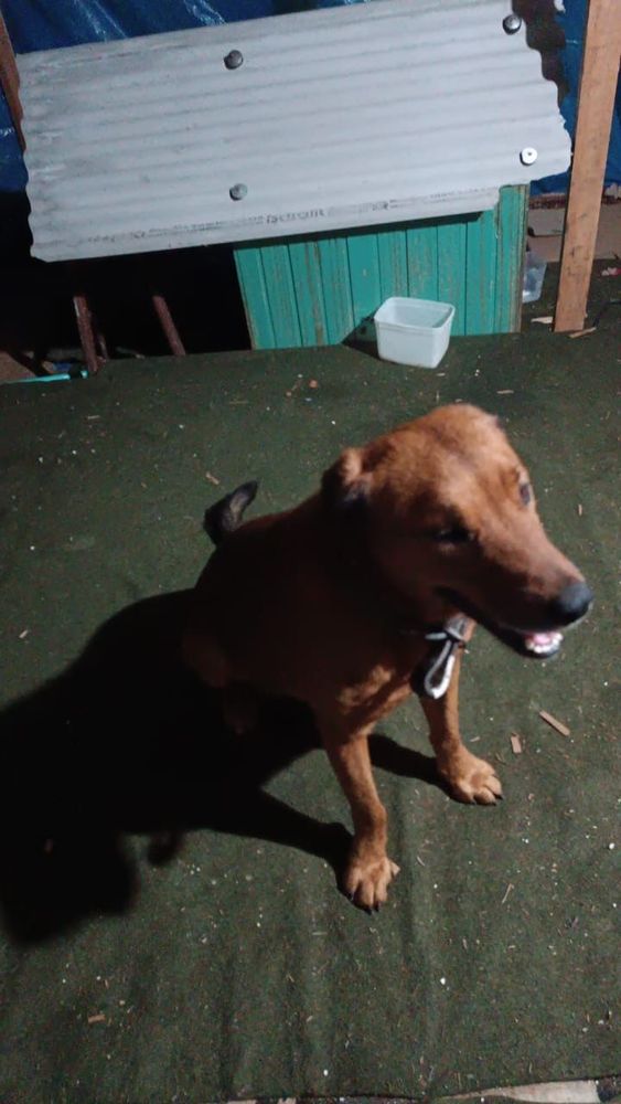 Cão