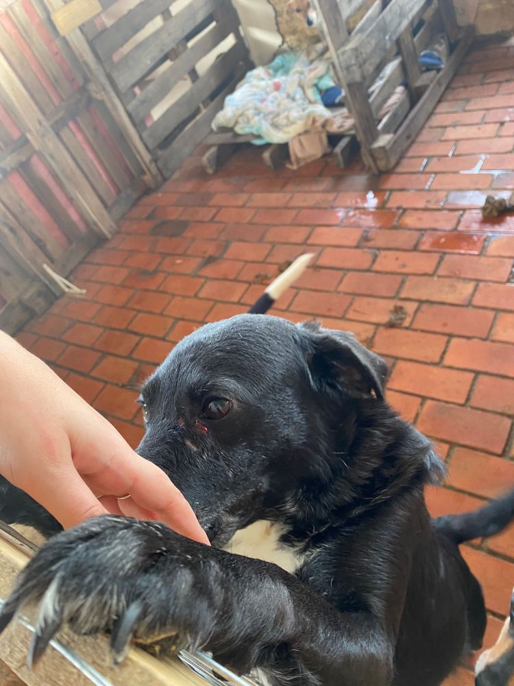 Cão