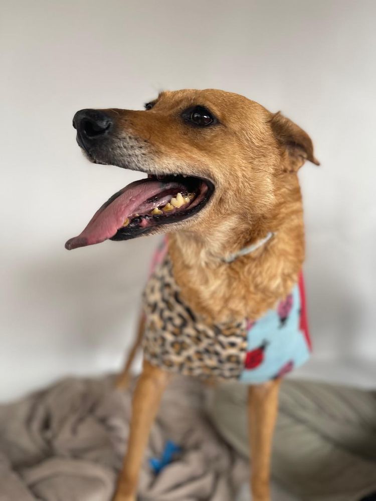 Cão