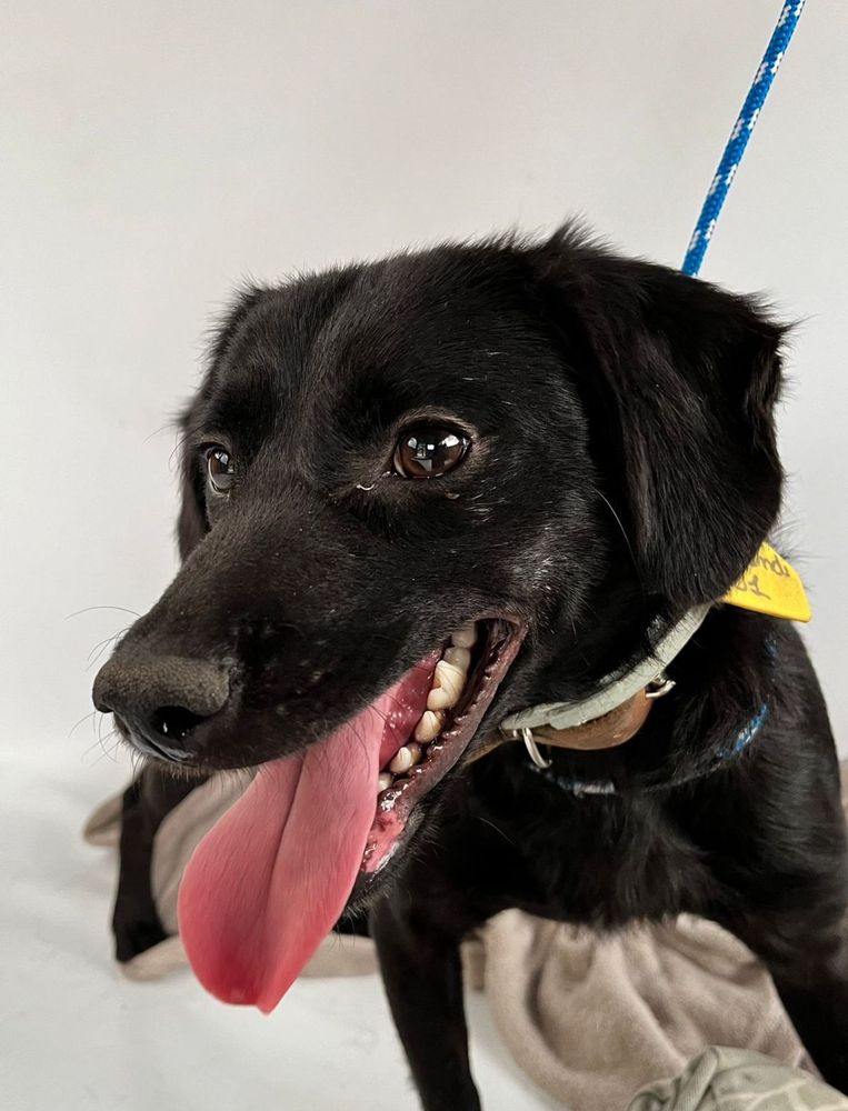 Cão