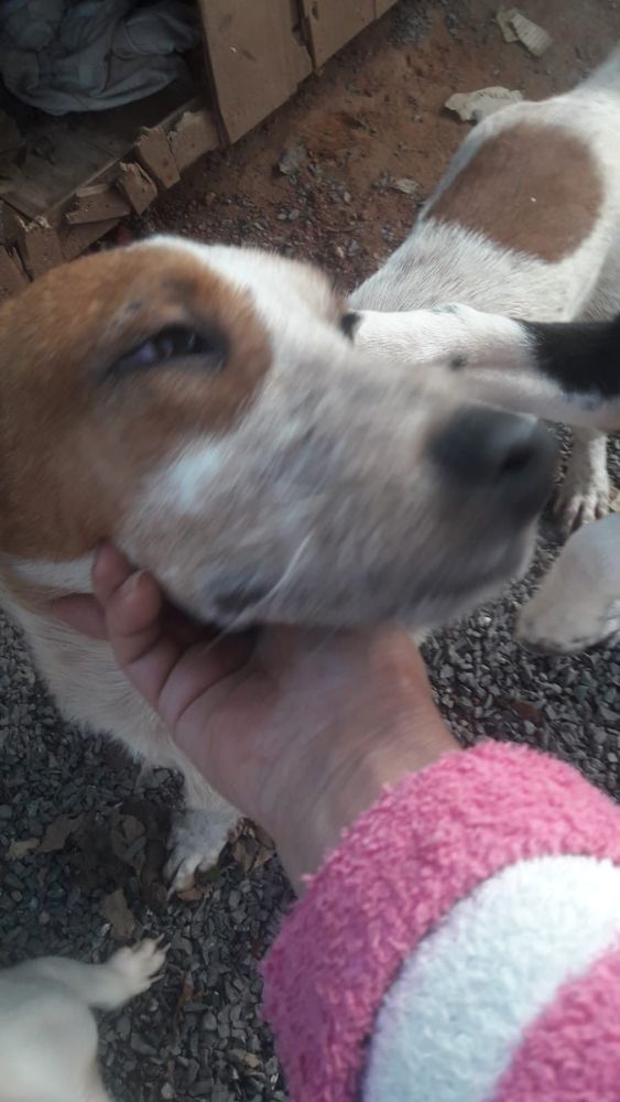 Cão