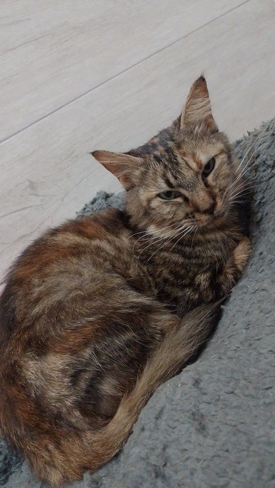 Gato