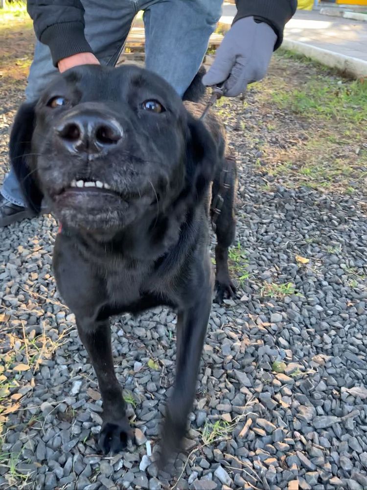 Cão