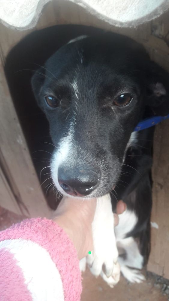 Cão