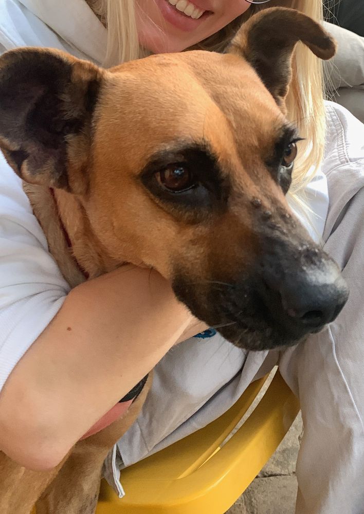 Cão
