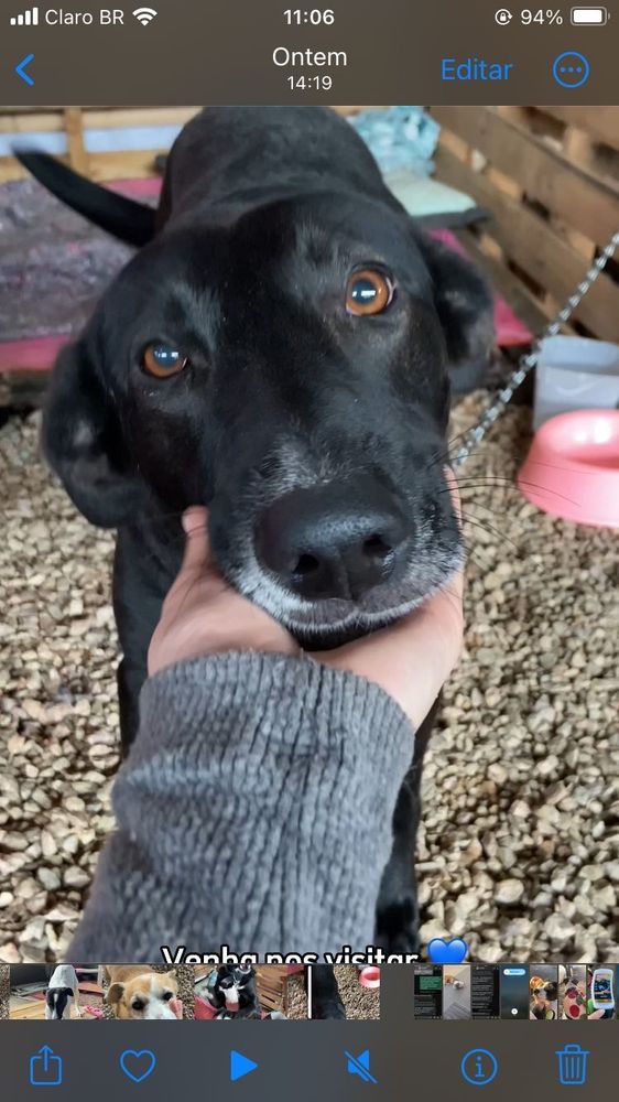 Cão